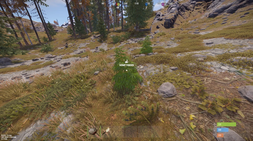 hemp plants